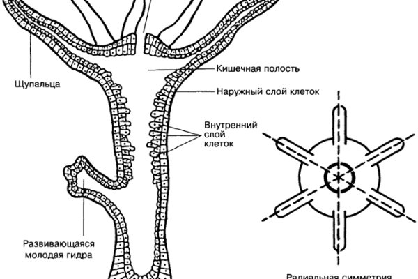 Кракен современный даркнет